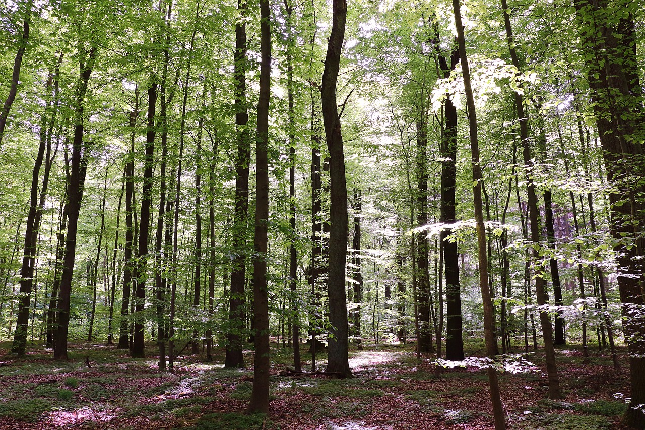 Miškas, Bukmedis, Medžiai, Gamta, Knyga, Padermės, Buko Rąstai, Lapuočių Medis, Nemokamos Nuotraukos,  Nemokama Licenzija