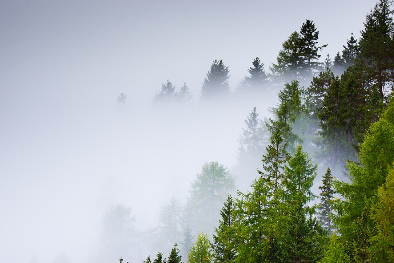 Miškas, Selva, Rūkas, Medžiai, Gamta, Medis, Ruduo, Bagažinė, Parkas, Kalnas