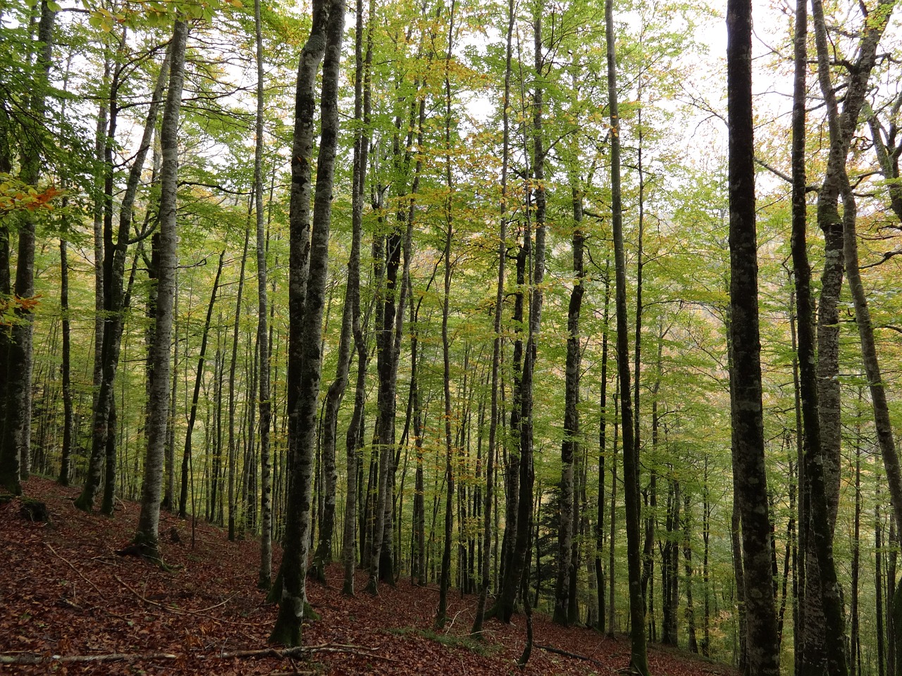 Miškas, Mediena, Medžiai, Kraštovaizdis, Miško Peizažas, Lapija, Ruduo, Nemokamos Nuotraukos,  Nemokama Licenzija