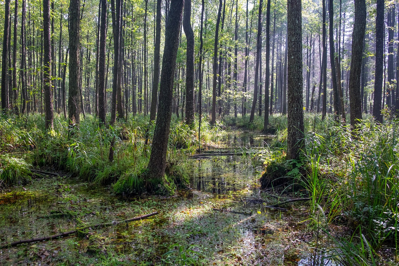 Miškas, Pelkė, Medžiai, Pelkė, Aplinka, Mediena, Vasara, Žalias, Gamta, Pelkės