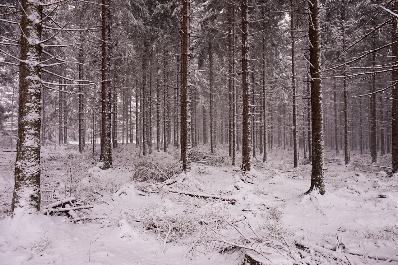 Miškas, Sniegas, Žiema, Medžiai, Gamta, Adata, Gamtos Apsauga, Snieguotas, Balta, Šaltas