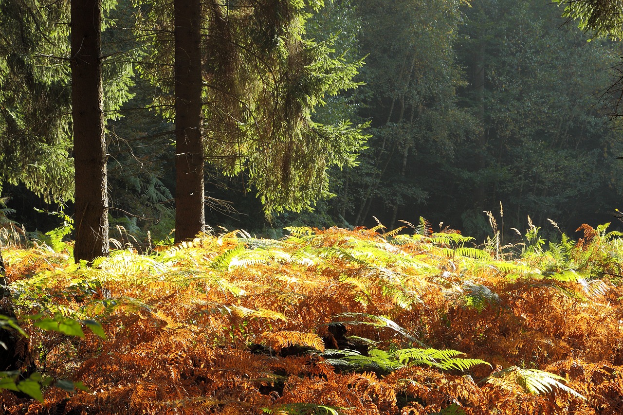 Miškas, Rudens Miškas, Ruduo, Medžiai, Kraštovaizdis, Gamta, Ryto Šviesa, Papartis, Nemokamos Nuotraukos,  Nemokama Licenzija