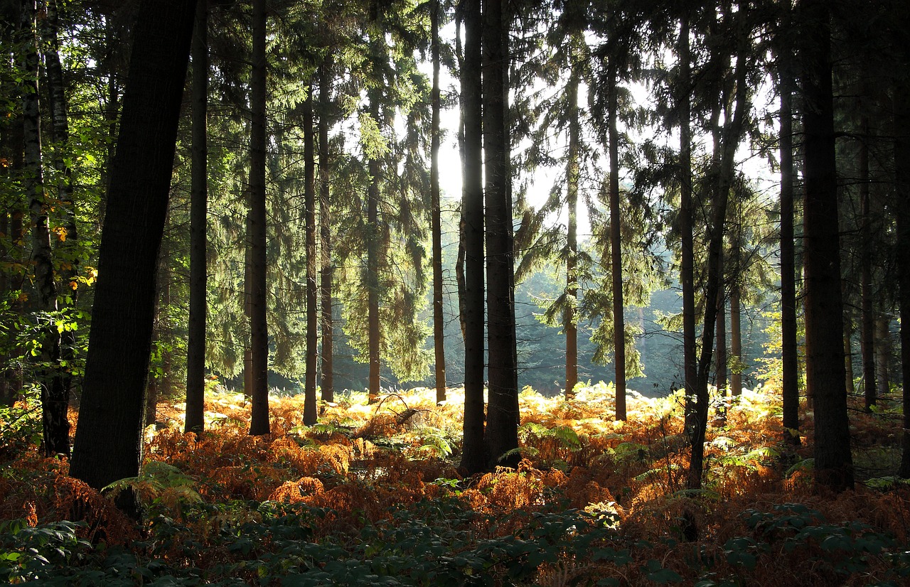 Miškas, Medžiai, Rudens Miškas, Papartis, Gamta, Morgenstimmung, Kraštovaizdis, Augalas, Spygliuočių Miškas, Medžių Kamienus