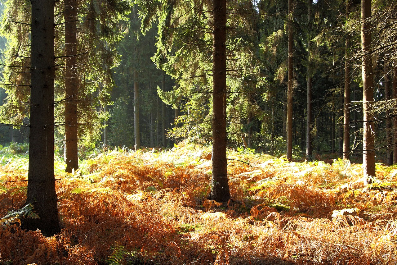 Miškas, Rudens Miškas, Papartis, Ruduo, Medžiai, Kraštovaizdis, Atgal Šviesa, Morgenstimmung, Kritimo Spalva, Saulės Spindulys