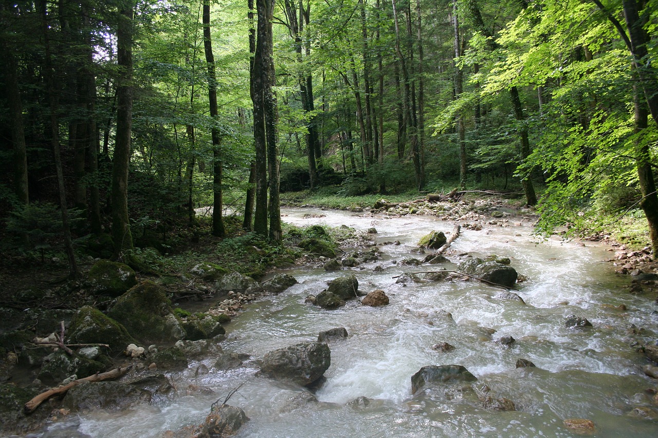 Miškas, Šveicarija, Idilija, Gamta, Žygiai, Medžiai, Miškai, Bachas, Vanduo, Kraštovaizdis