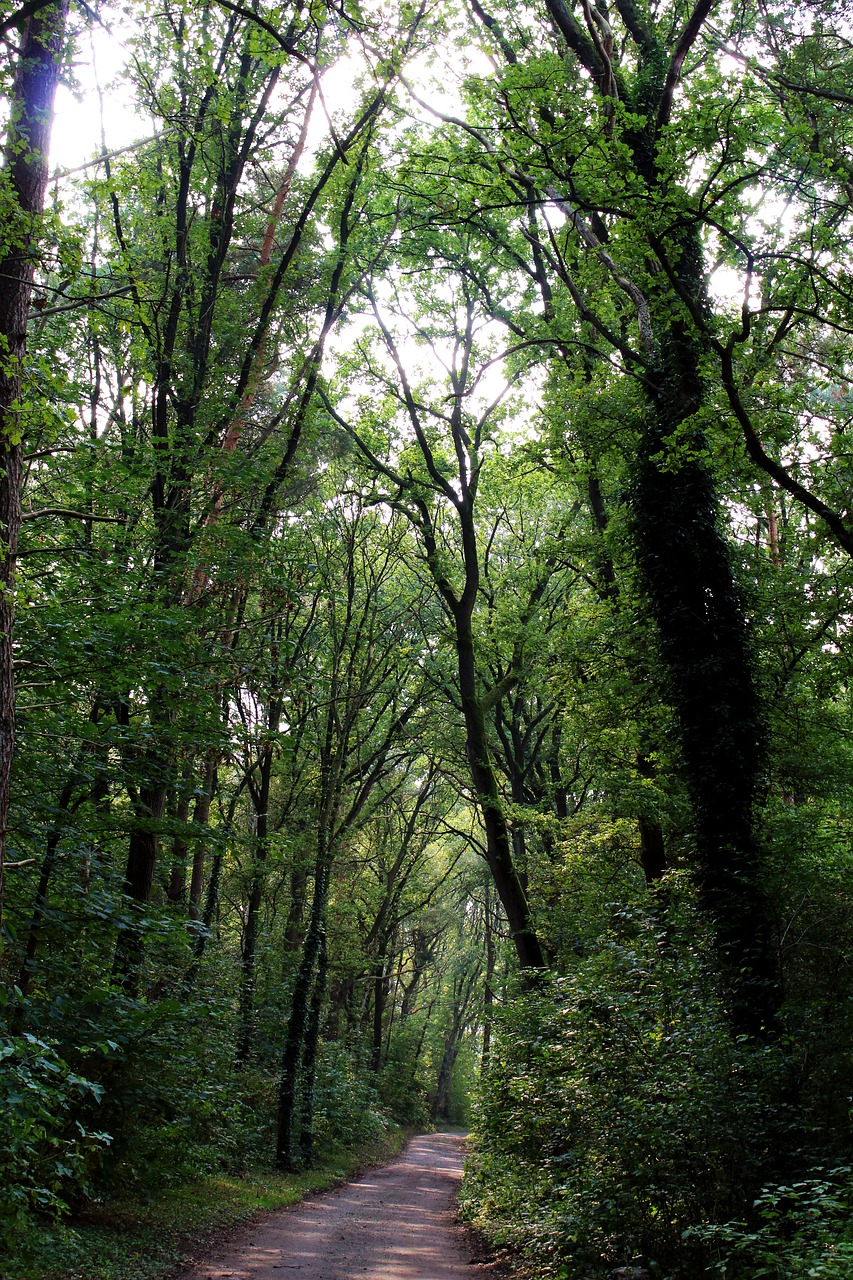 Miškas, Medžiai, Gamta, Parkas, Kraštovaizdis, Toli, Filialų Filialai, Miškai, Senas Medis, Morgenstimmung