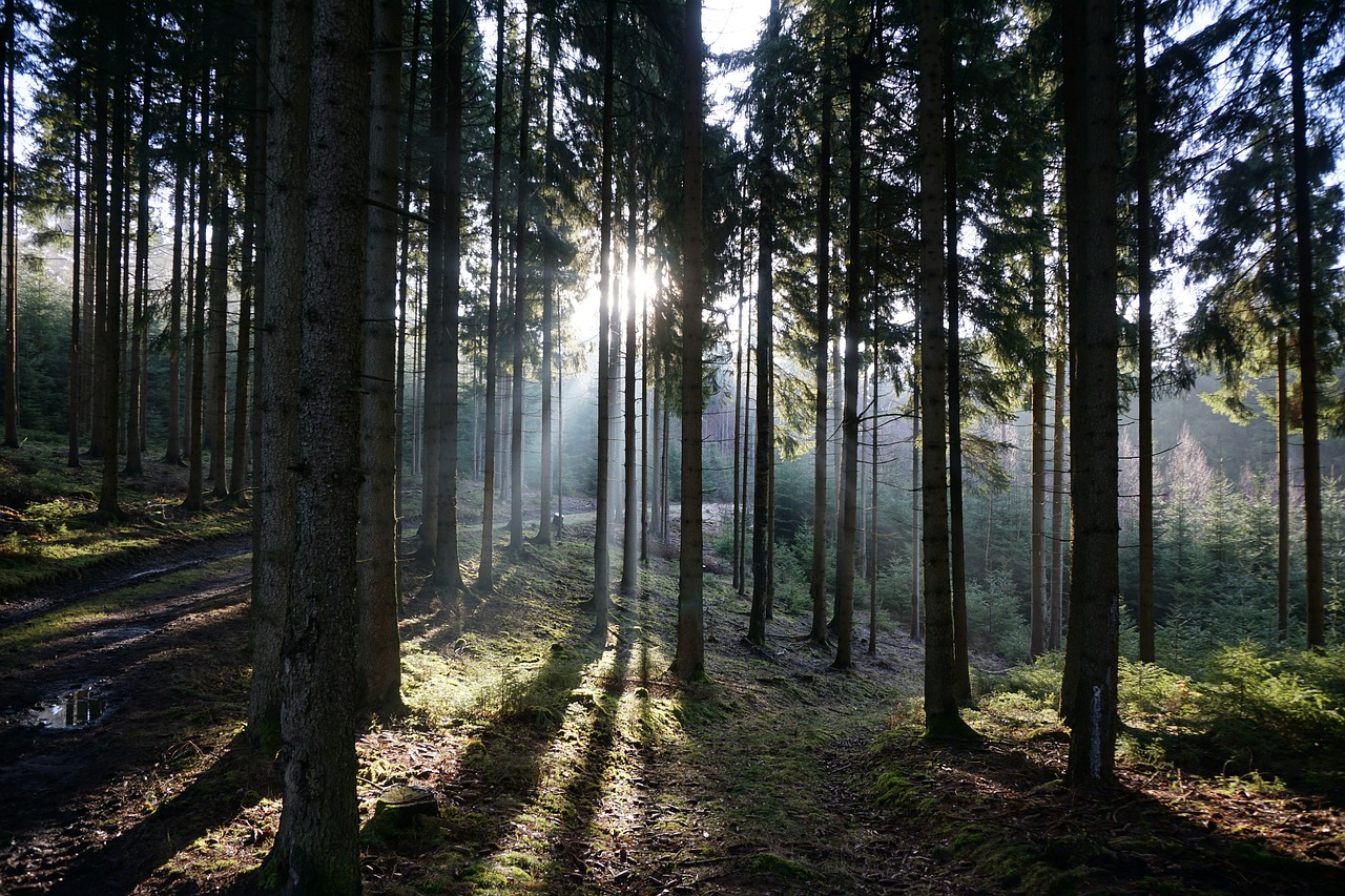 Miškas, Atgal Šviesa, Medžiai, Saulės Spindulys, Rytas, Nemokamos Nuotraukos,  Nemokama Licenzija