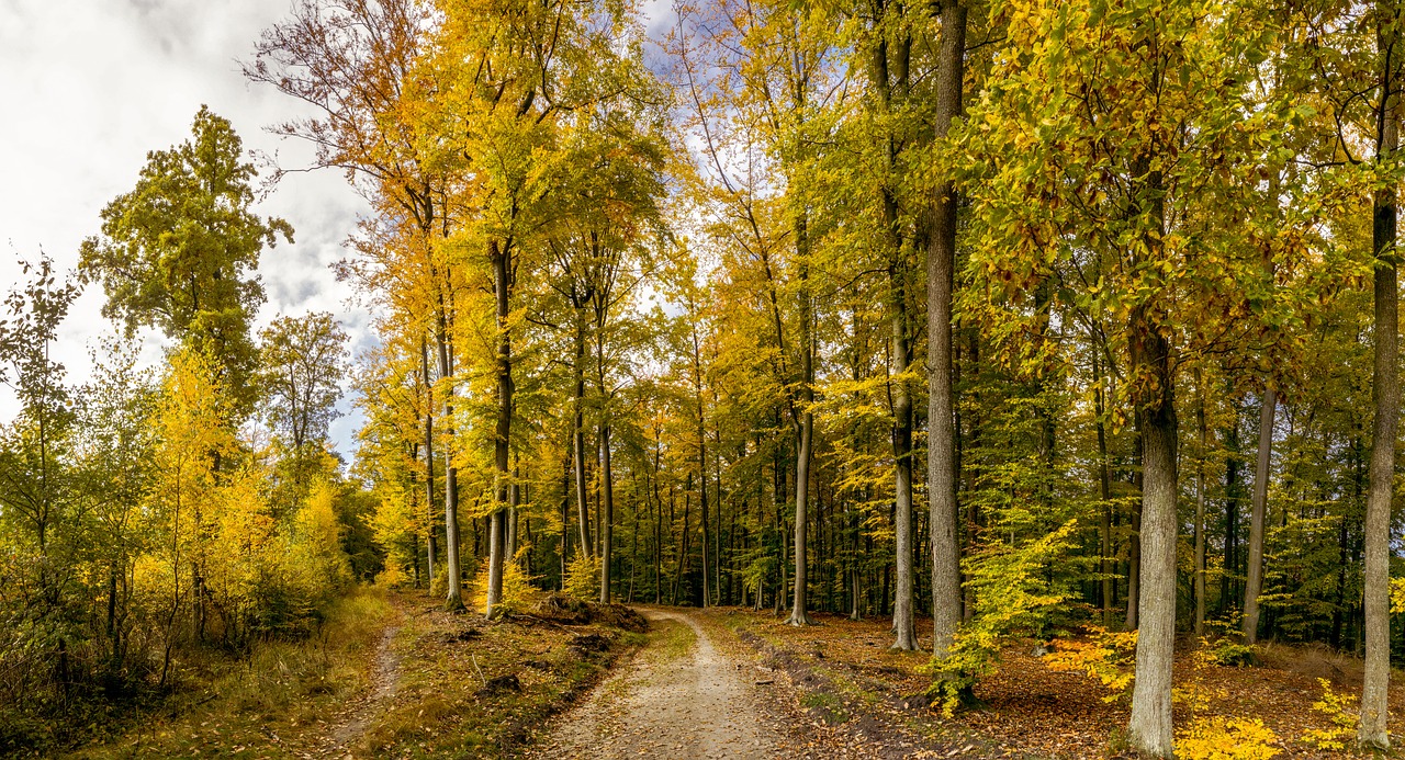 Miškas, Ruduo, Miško Kelias, Tricity Kraštovaizdžio Parkas, Nemokamos Nuotraukos,  Nemokama Licenzija