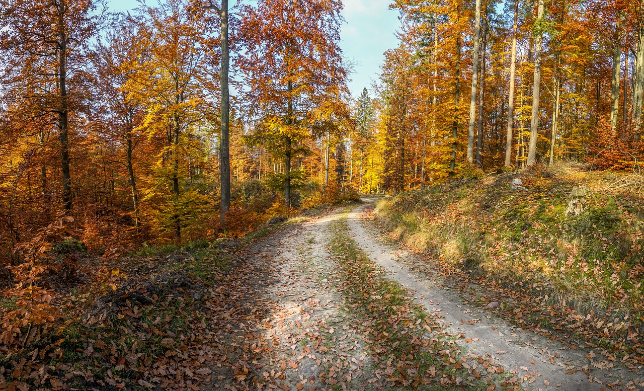 Miškas, Ruduo, Rudens Auksas, Lapija, Kraštovaizdis, Gamta, Medis, Spalvos, Nemokamos Nuotraukos,  Nemokama Licenzija