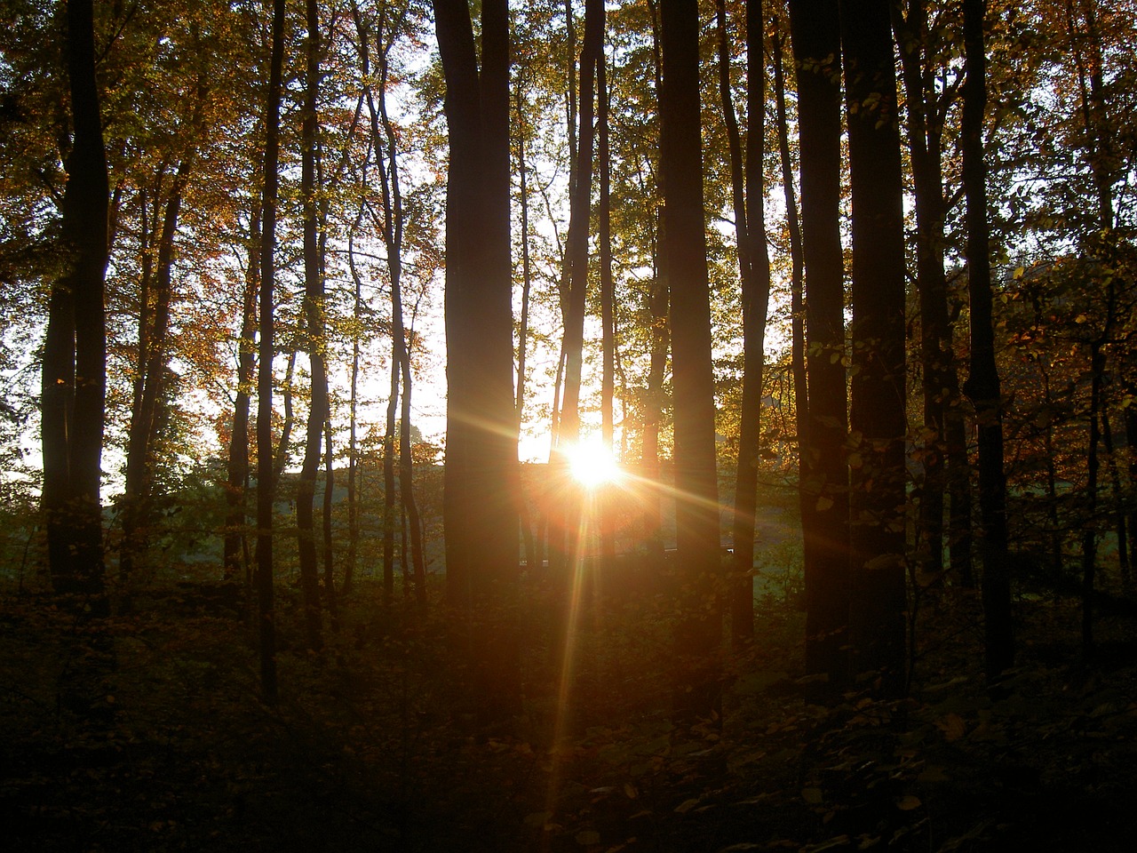 Miškas, Saulėlydis, Twilight, Nemokamos Nuotraukos,  Nemokama Licenzija