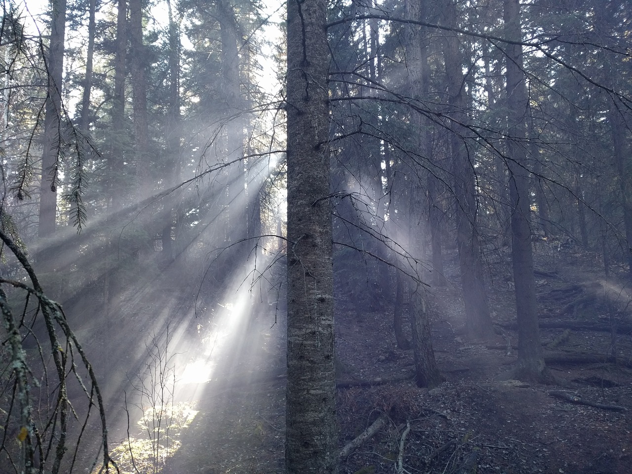 Miškas, Medžiai, Saulės Šviesa, Dūmai, Gamta, Žalias, Aplinka, Pavasaris, Kraštovaizdis, Peizažas