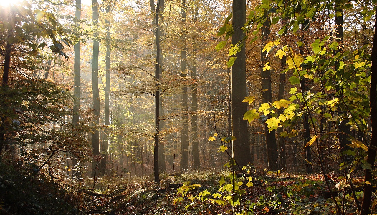 Miškas, Medžiai, Bukai, Rudens Lapai, Ruduo, Defoliacija, Natūralus, Nemokamos Nuotraukos,  Nemokama Licenzija