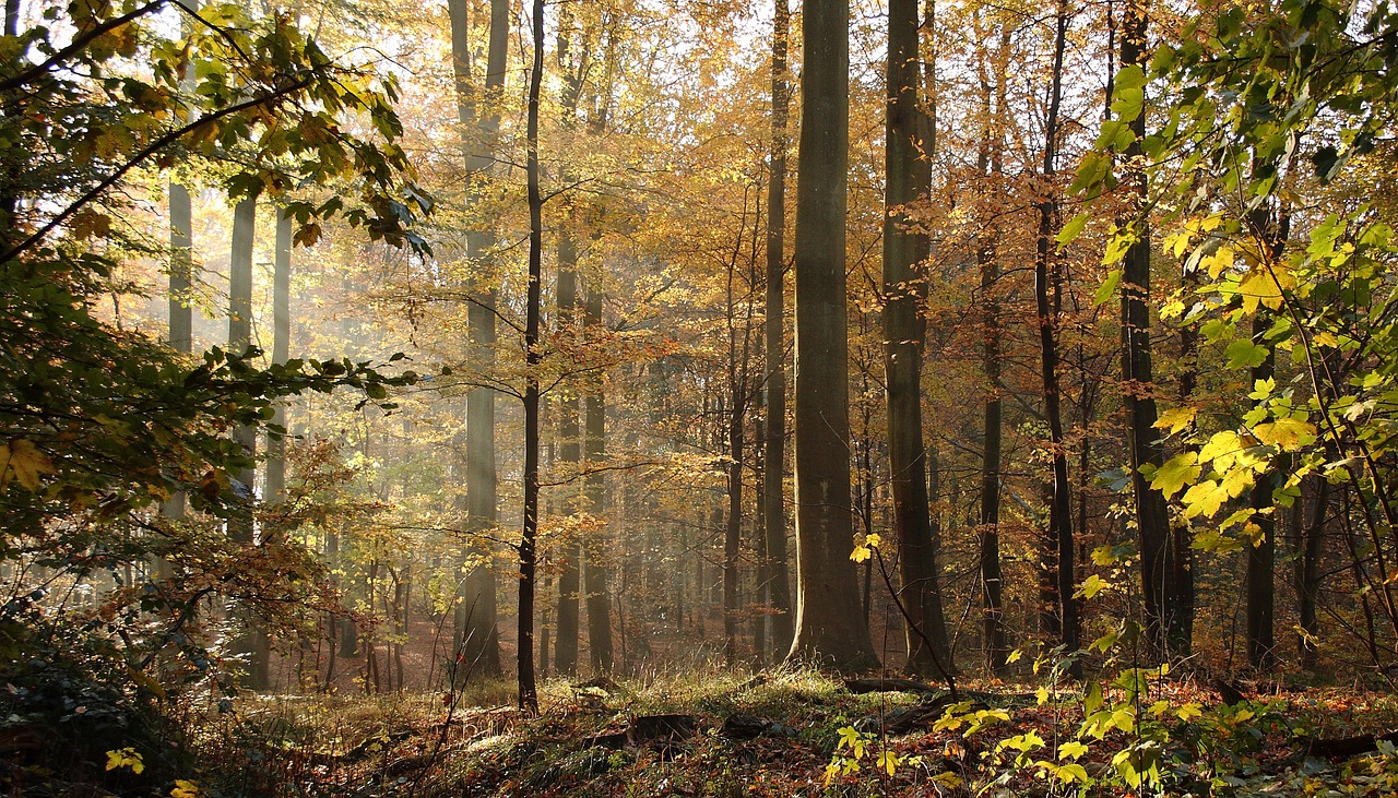 Miškas, Medžiai, Bukai, Rudens Lapai, Ruduo, Defoliacija, Natūralus, Nemokamos Nuotraukos,  Nemokama Licenzija