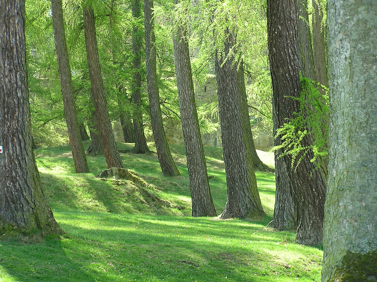 Miškas, Medžiai, Gamta, Saulės Spindulys, Nemokamos Nuotraukos,  Nemokama Licenzija