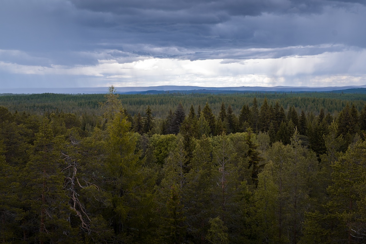 Miškas, Medis, Šiaurė, Lietingą, Nemokamos Nuotraukos,  Nemokama Licenzija
