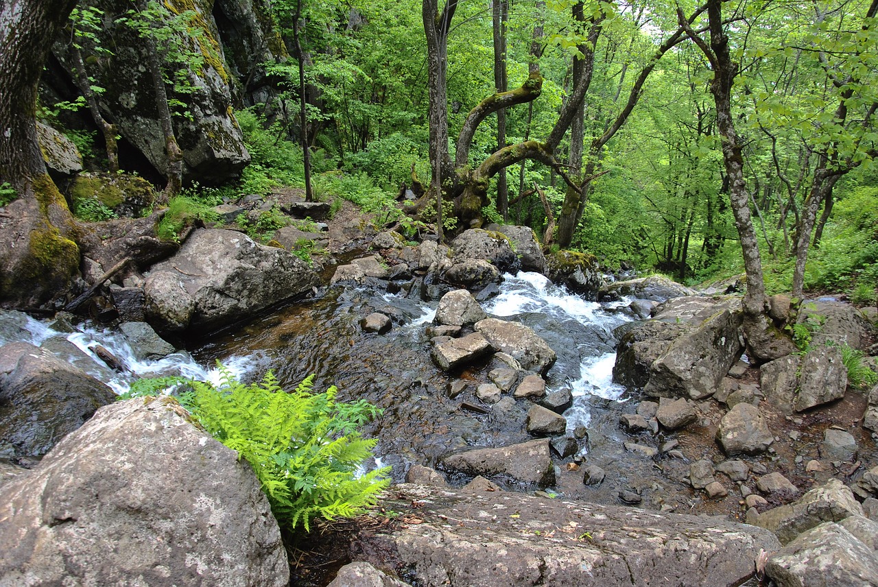 Miškas, Žalias, Krioklys, Nemokamos Nuotraukos,  Nemokama Licenzija