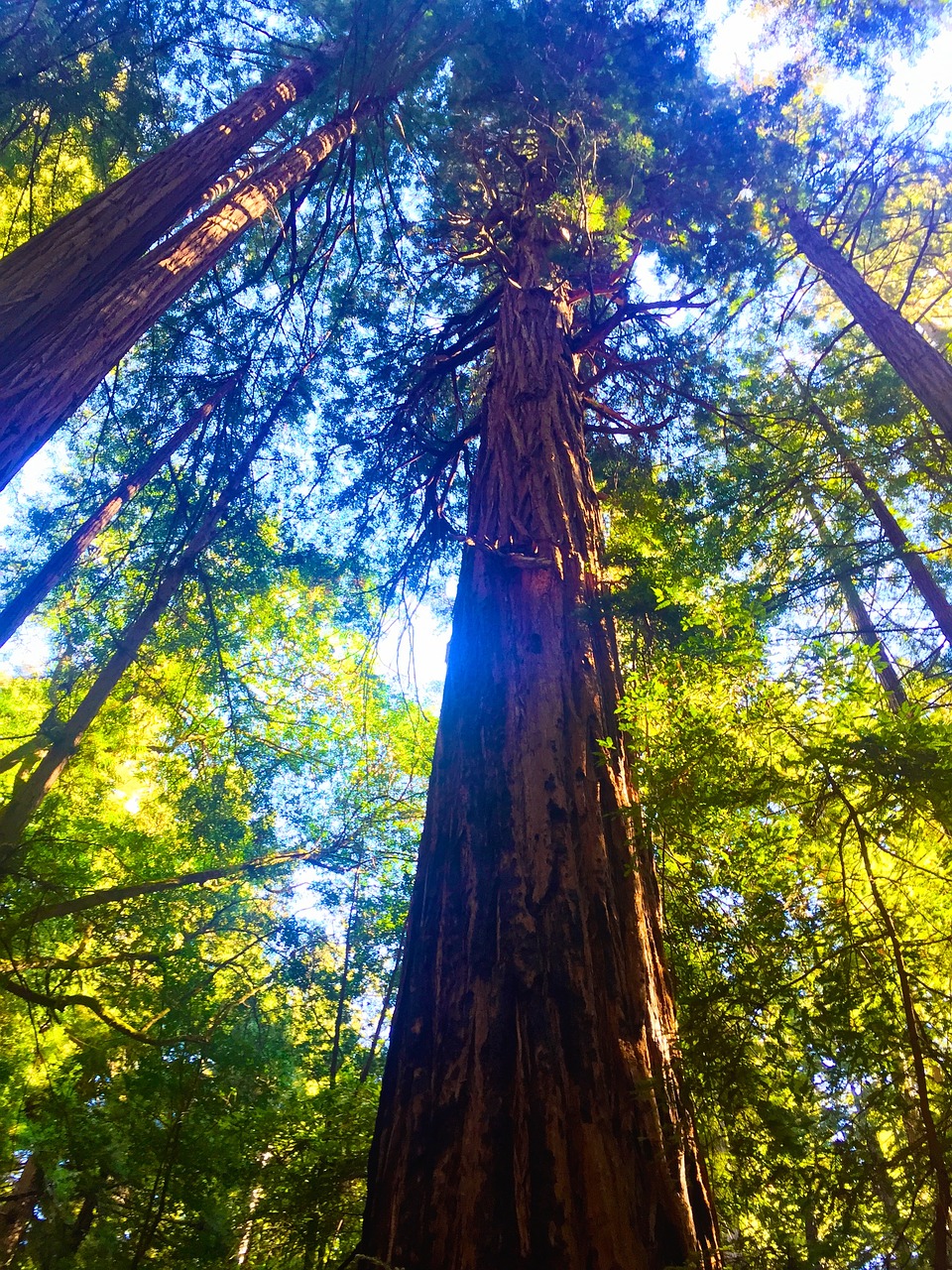 Miškas, Redwoods, Medžiai, Nemokamos Nuotraukos,  Nemokama Licenzija