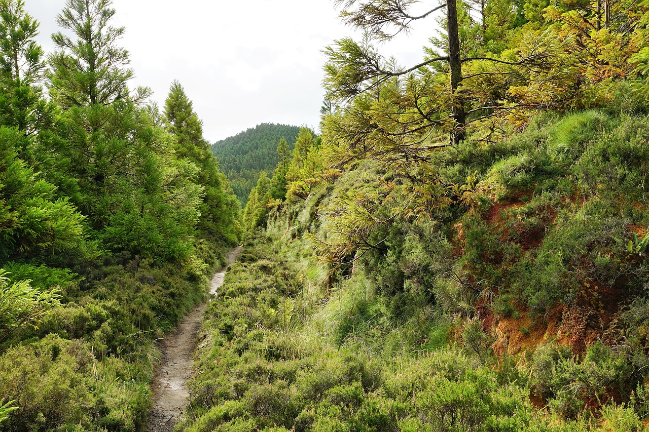 Miškas, Žalias, Azores, Gamta, Nemokamos Nuotraukos,  Nemokama Licenzija