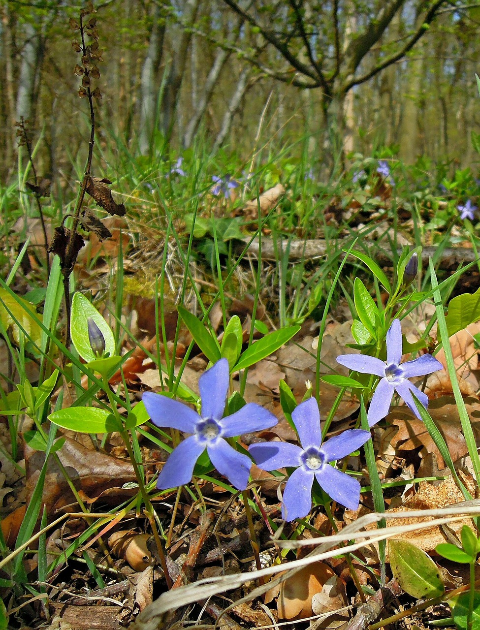 Miškas, Augalas, Krūmas, Žemės Danga, Periwinkle, Vinca Minor, Toksiškas, Žiedas, Žydėti, Mėlynas