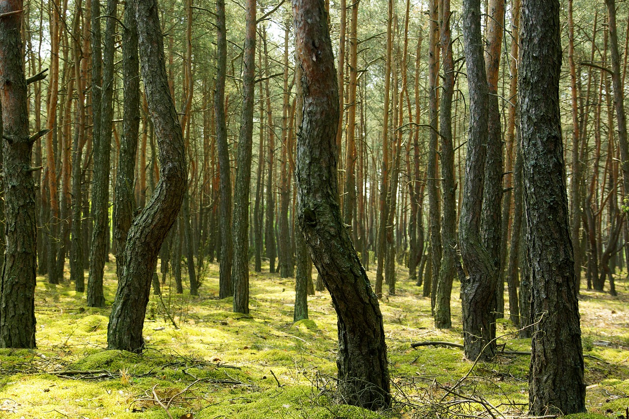 Miškas, Medis, Gamta, Vaizdas, Lapija, Žalias, Samanos, Nemokamos Nuotraukos,  Nemokama Licenzija