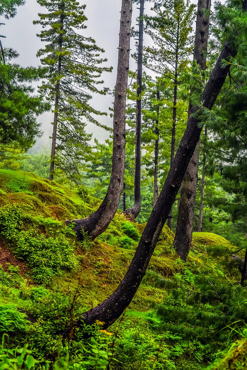 Miškas, Kraštovaizdis, Medžiai, Miškai, Vasara, Vaizdingas, Gamta, Lauke, Šalis, Kaimas