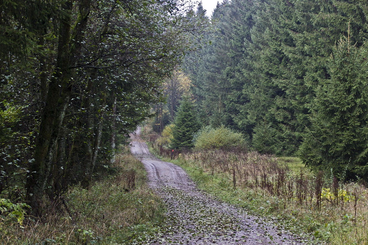 Miškas, Miško Takas, Medžiai, Gamta, Ruduo, Nemokamos Nuotraukos,  Nemokama Licenzija