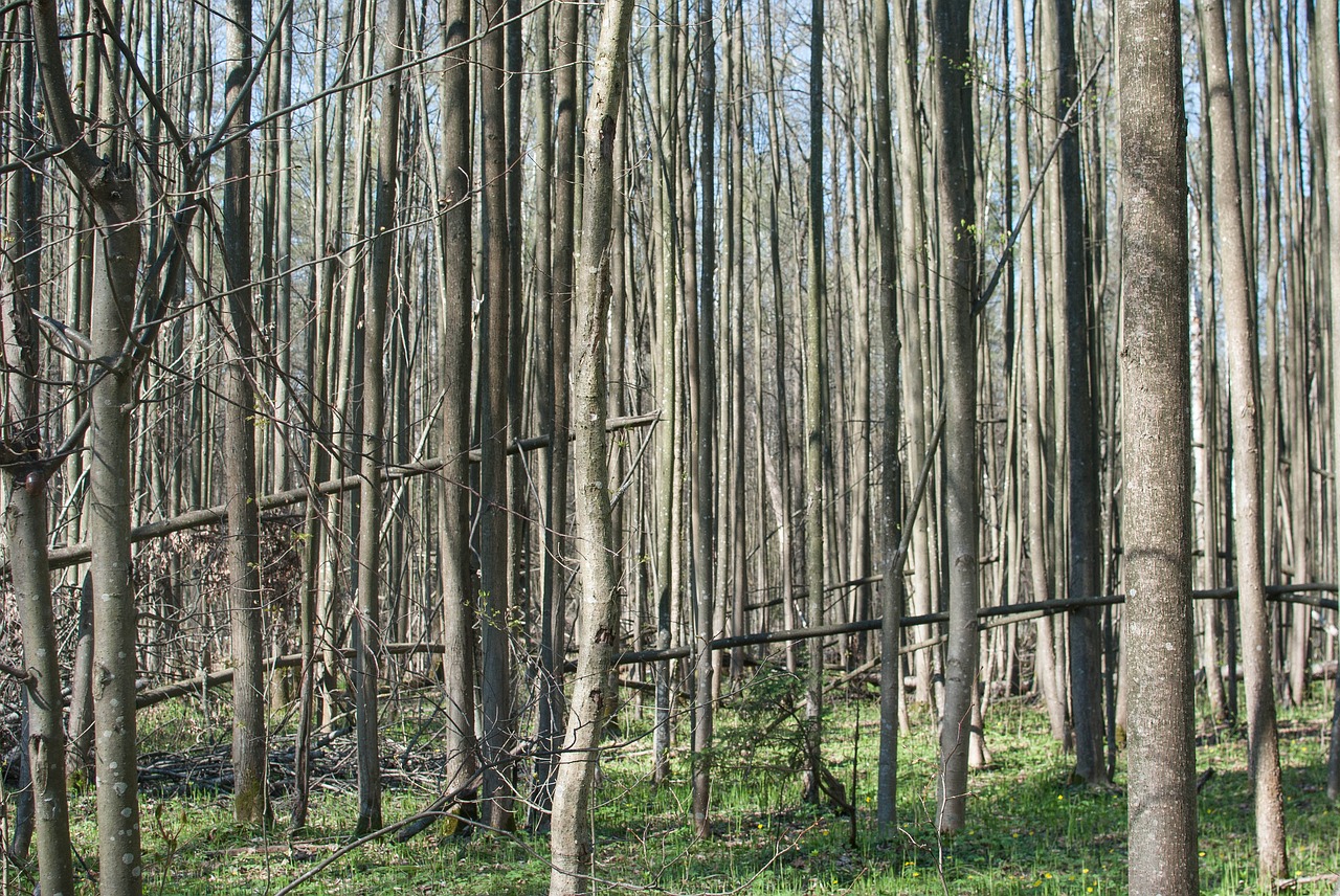 Miškas, Medžiai, Gamta, Rusija, Medžių Kamienus, Bobutė, Maskvos Sritis, Nemokamos Nuotraukos,  Nemokama Licenzija