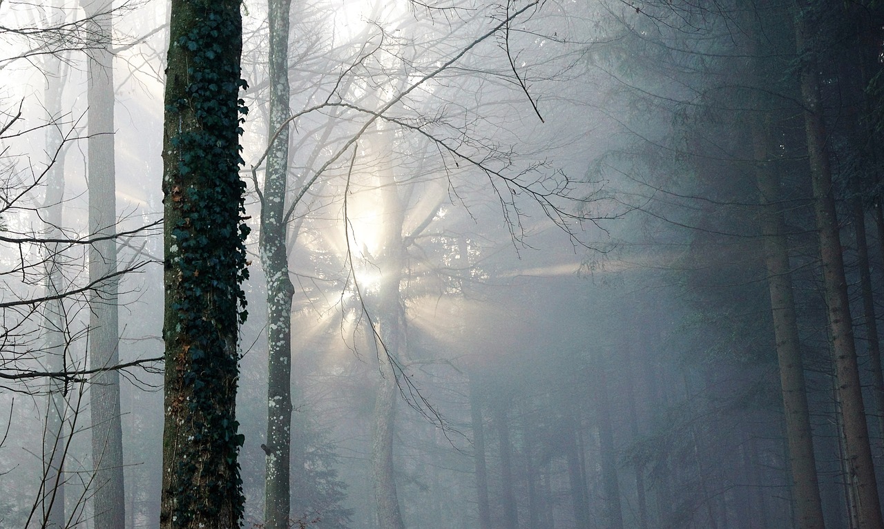 Miškas, Rūkas, Saulė, Gamta, Medžiai, Žiema, Ruduo, Nuotaika, Uetliberg, Šveicarija