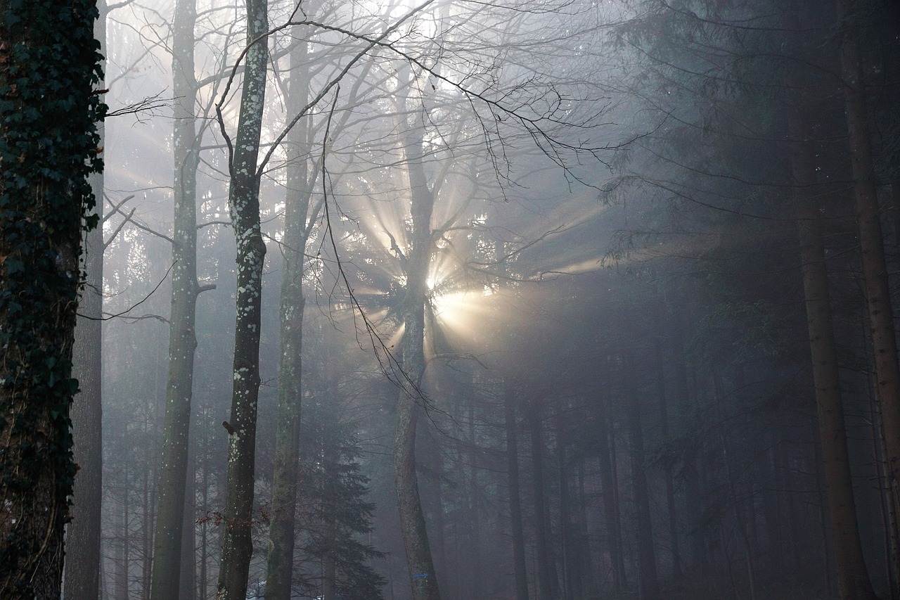 Miškas, Rūkas, Saulė, Gamta, Medžiai, Žiema, Ruduo, Nuotaika, Uetliberg, Šveicarija