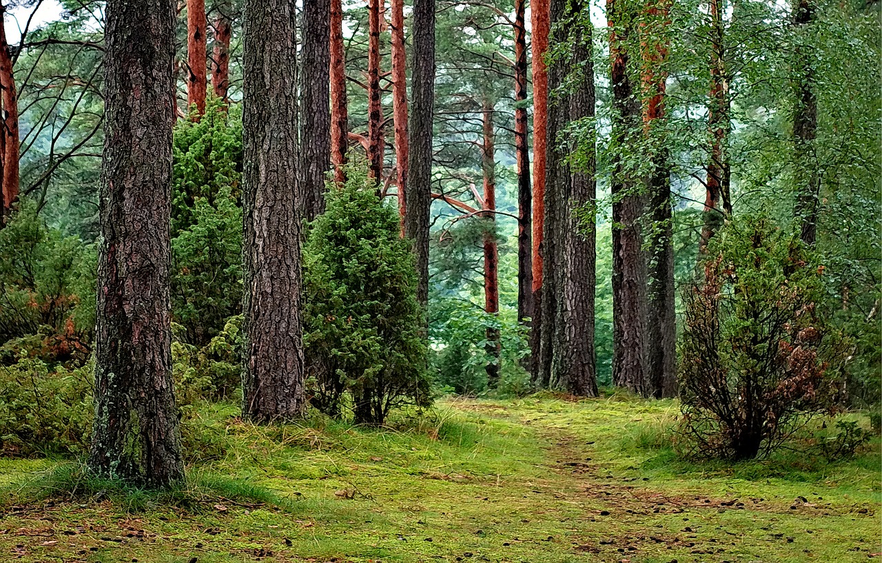 Miškas, Much Tucholski, Lenkija, Turizmas, Gamta, Medis, Nemokamos Nuotraukos,  Nemokama Licenzija