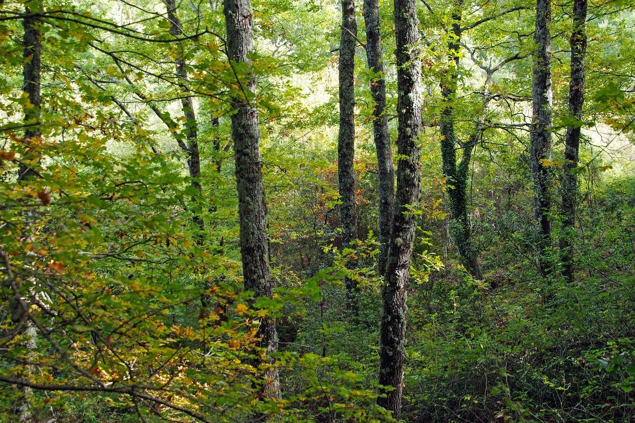 Miškas, Park Pollino, Cerro, Quercus Cerris, Italy, Pollino, Kalabrija, Medžiai, Ąžuolo, Ąžuolai