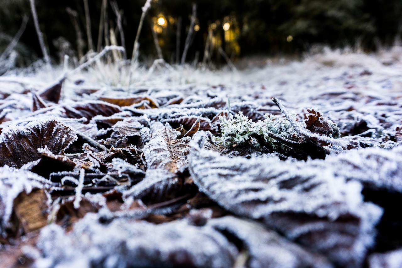 Miškas, Lapai, Nudrus, Ruduo, Lapai, Gamta, Klevas, Augalas, Medis, Papartis