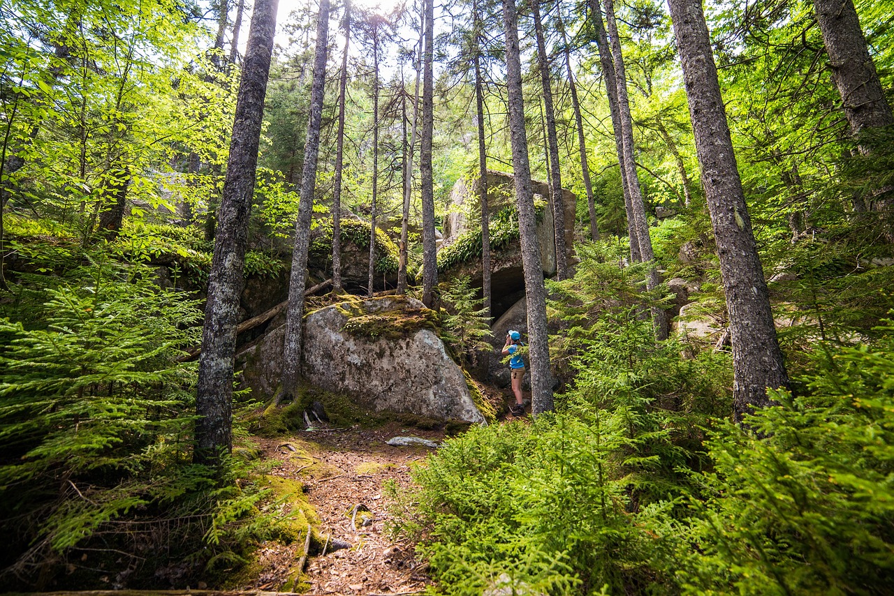 Miškas, Medžiai, Kraštovaizdis, Paparčiai, Augalai, Lauke, Paukščių Stebėjimas, Peizažas, Akadijos Nacionalinis Parkas, Maine