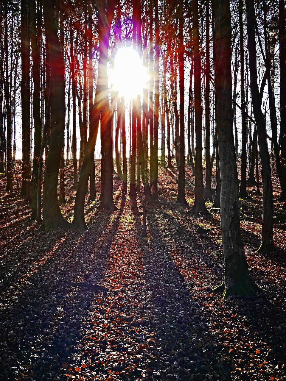 Miškas, Saulėlydis, Abendstimmung, Ruduo, Medžiai, Gamta, Apšvietimas, Nemokamos Nuotraukos,  Nemokama Licenzija