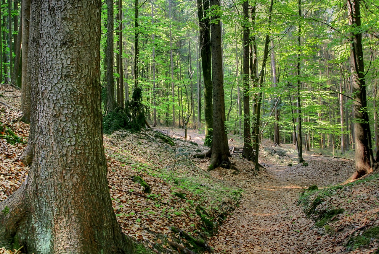 Miškas, Pavasaris, Gamta, Bukas, Medis, Žalias, Maiwald, Kraštovaizdis, Lapai, Nemokamos Nuotraukos