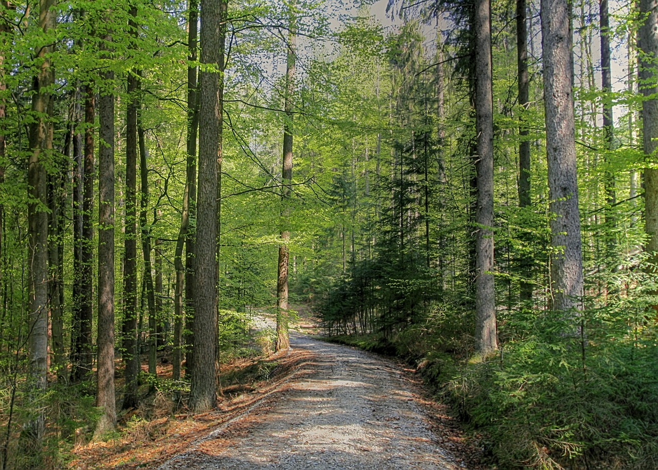 Miškas, Pavasaris, Gamta, Bukas, Medis, Žalias, Maiwald, Kraštovaizdis, Lapai, Nemokamos Nuotraukos