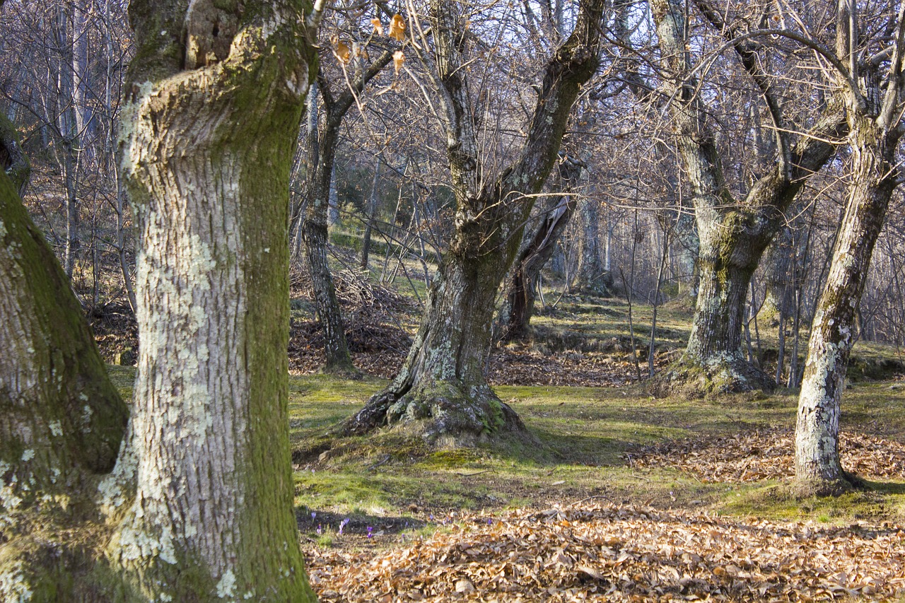 Miškas, Kraštovaizdis, Kaštonas, Kalnas, Gamta, Medžiai, Į Mišką, Lapija, Rudens Miškai, Medis