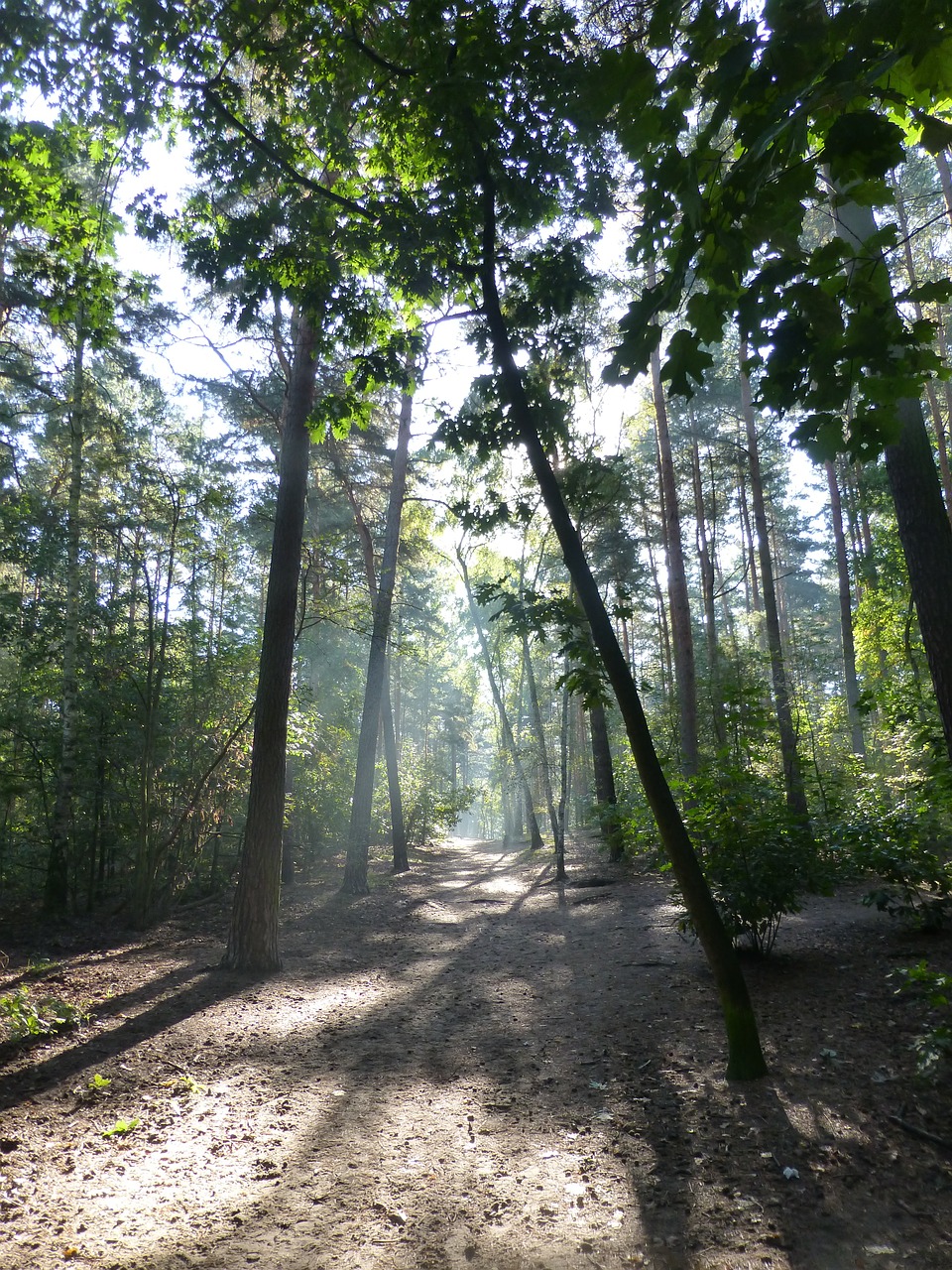 Miškas, Ryto Šviesa, Rudens Miškas, Žalias, Nemokamos Nuotraukos,  Nemokama Licenzija