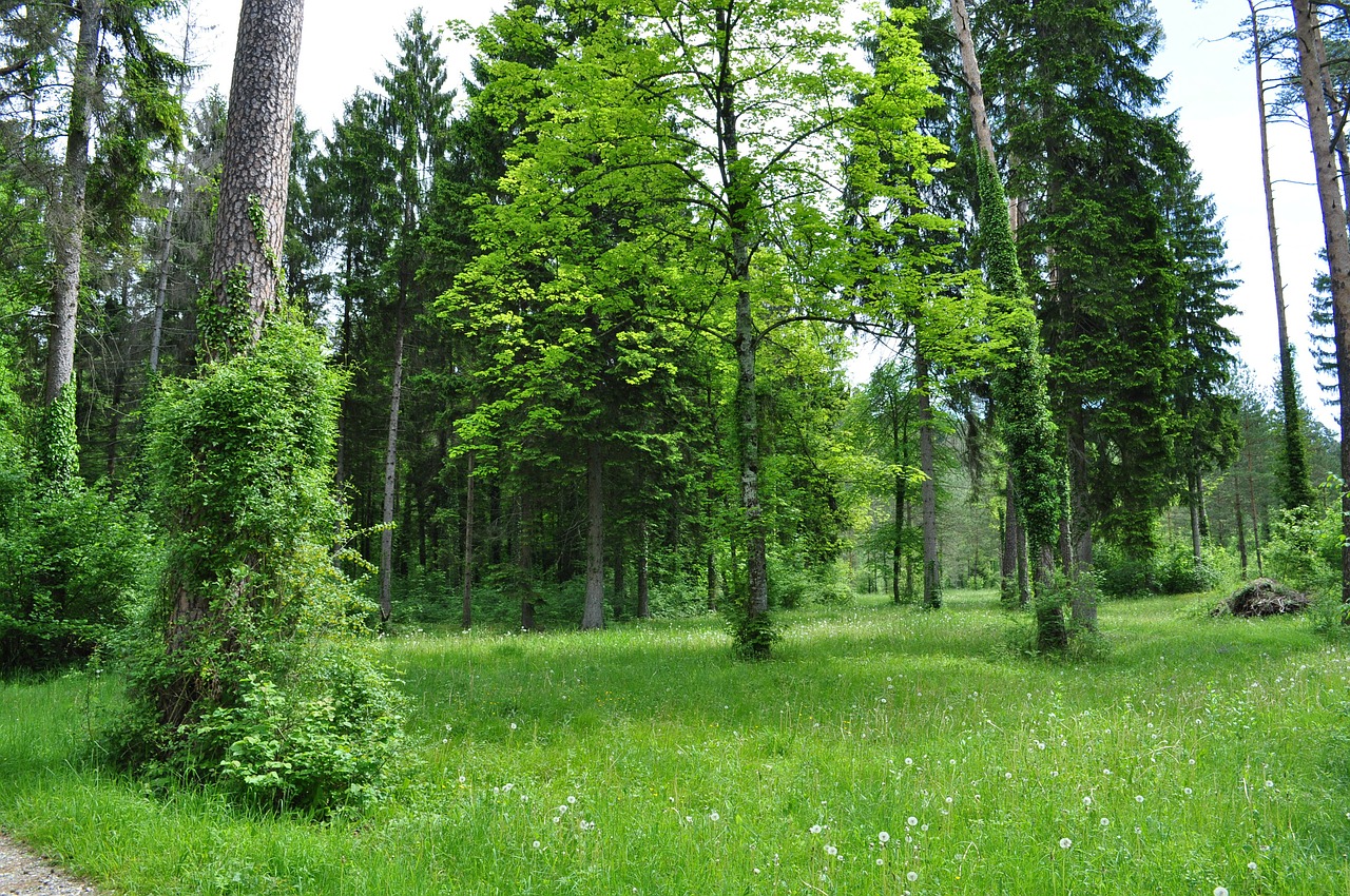 Miškas, Žalias, Medžiai, Nemokamos Nuotraukos,  Nemokama Licenzija