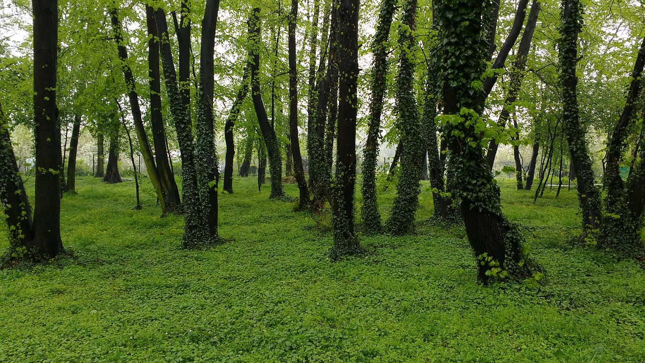 Miškas, Ivy Antraštė Helix, Žalias, Lenkija, Gamta, Nemokamos Nuotraukos,  Nemokama Licenzija
