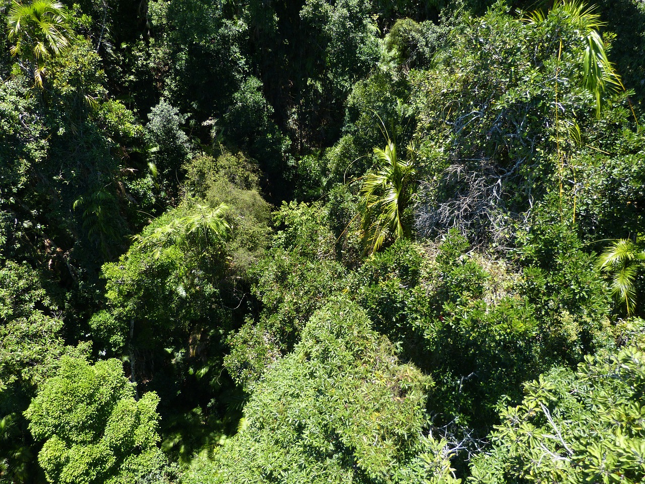 Miškas, Atogrąžų Miškai, Žalias, Flora, Atogrąžų Miškas, Medis, Tropinė Augmenija, Atogrąžų, Gamta, Lapai