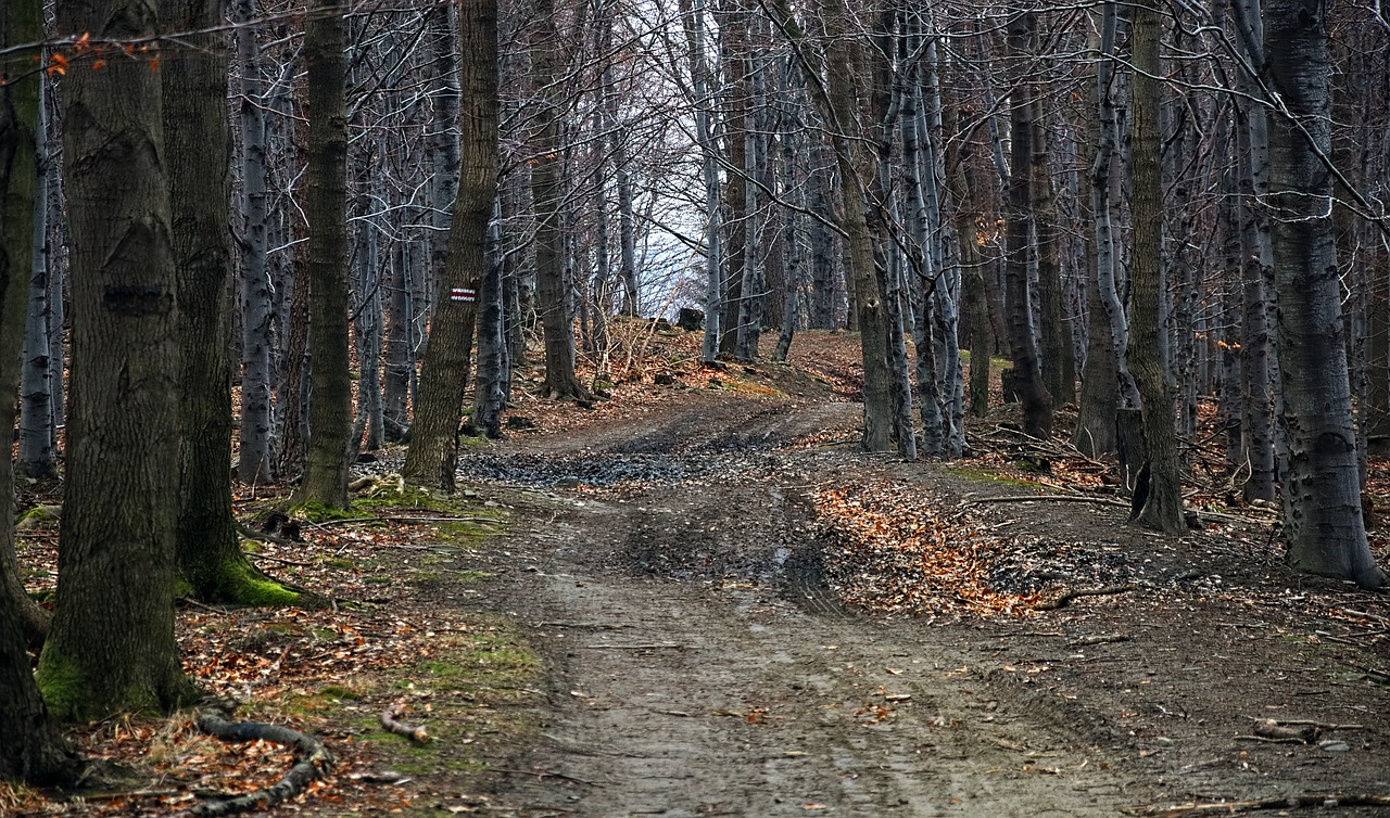 Miškas, Kelias, Beskidai, Magura Wilkowicka, Pavasaris, Kelias, Kraštovaizdis, Lapija, Alėja, Medis