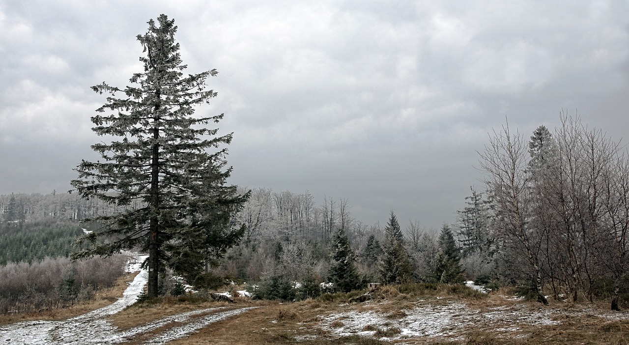 Miškas, Kelias, Beskidai, Magura Wilkowicka, Pavasaris, Kelias, Kraštovaizdis, Lapija, Alėja, Medis