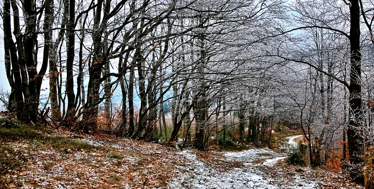 Miškas, Kelias, Beskidai, Magura Wilkowicka, Pavasaris, Kelias, Kraštovaizdis, Lapija, Alėja, Medis