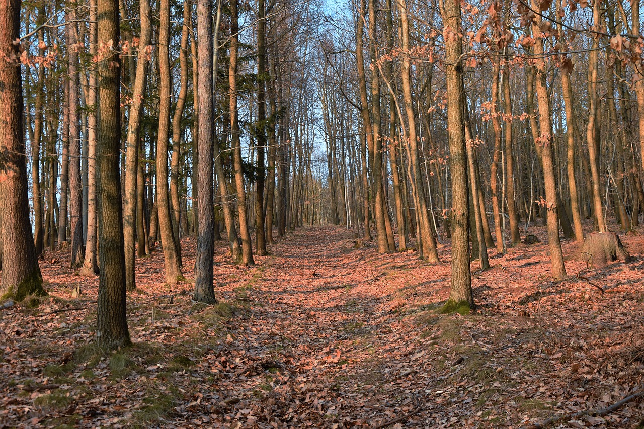 Miškas, Vakaruose, Saulėlydis, Pavasaris, Gamta, Nemokamos Nuotraukos,  Nemokama Licenzija