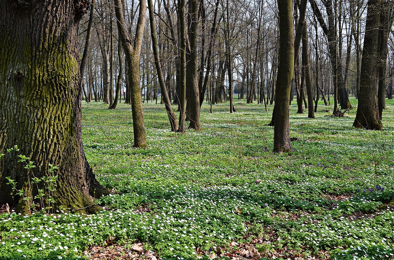 Miškas, Medis, Gėlės, Gamta, Pavasaris, Žalias, Kraštovaizdis, Lenkija, Žolė, Augalas