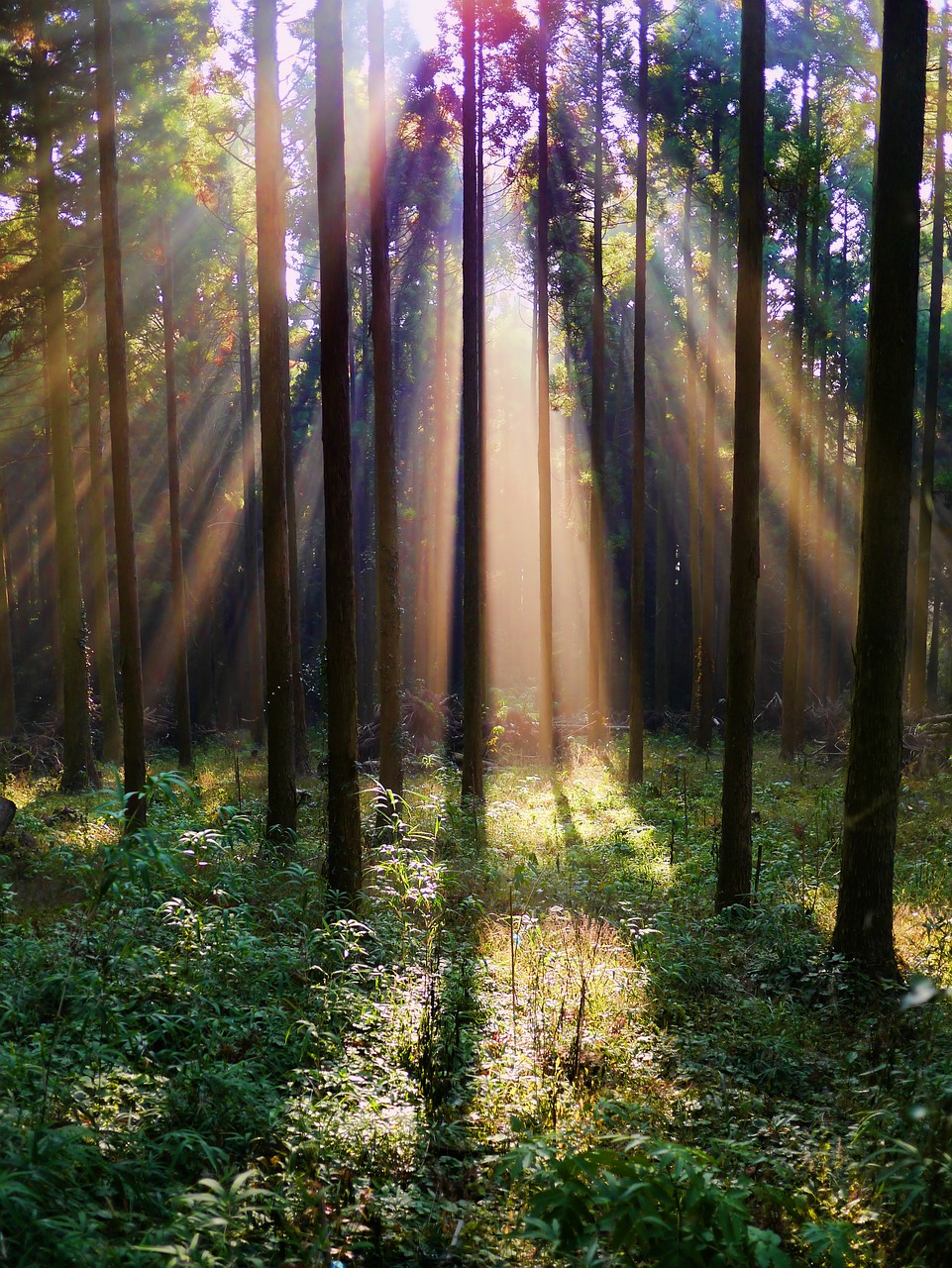 Miškas, Arboretum, Kalnas, Miškai, Šviesa, Mediena, Nemokamos Nuotraukos,  Nemokama Licenzija