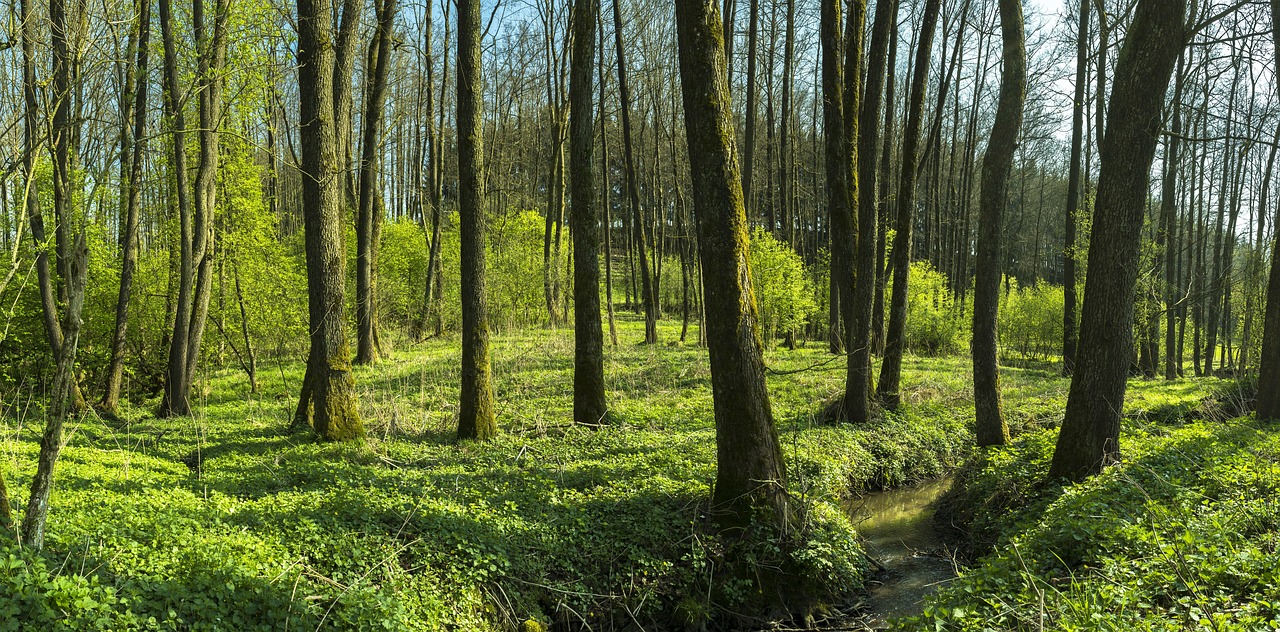 Miškas, Medžiai, Žalias, Bachas, Srautas, Gamta, Kraštovaizdis, Padermės, Miškai, Panorama