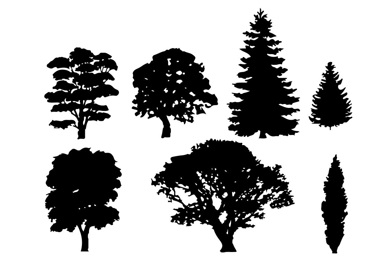 Miškas, Gamta, Bagažinė, Grožis, Prairie, Lapai, Medžiai, Mediena, Nemokamos Nuotraukos,  Nemokama Licenzija