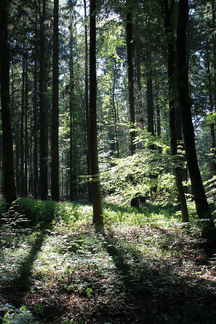 Miškas, Ruduo, Medžiai, Saulės Spindulys, Rudens Miškas, Gamta, Nemokamos Nuotraukos,  Nemokama Licenzija